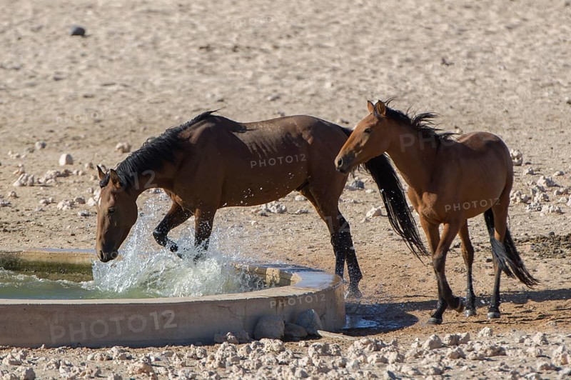 Wild horses at a watering pool in the Namib Desert
