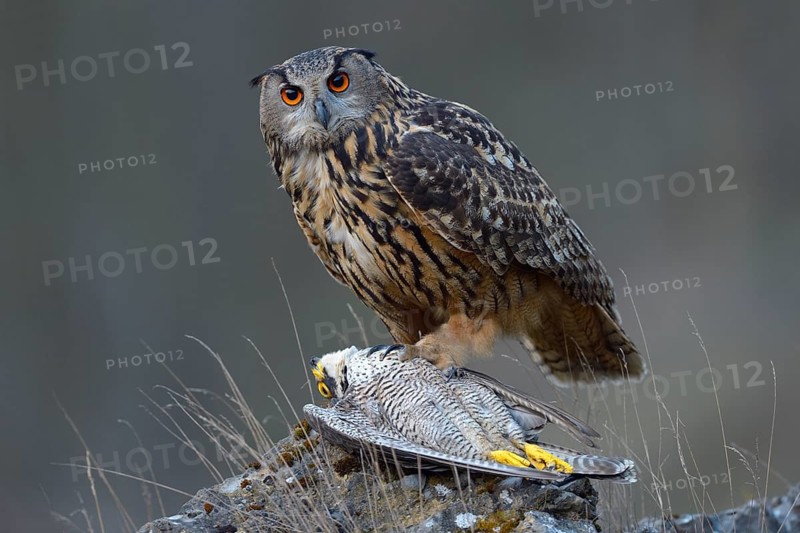 Eurasian Eagle-Owl (Bubo bubo)