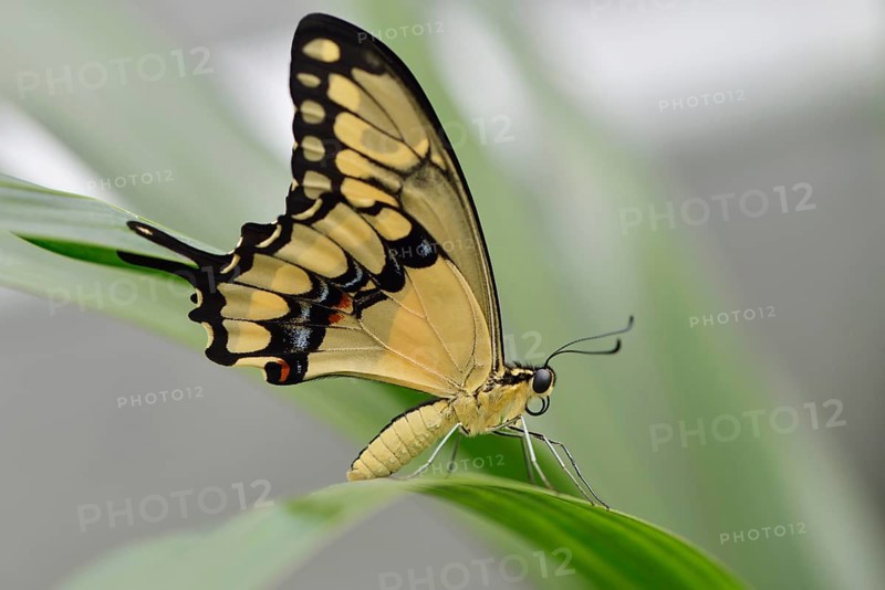 Giant Swallowtail (Papilio cresphontes)