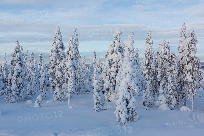 Winter forest