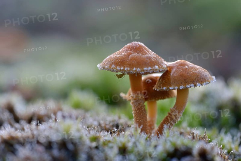Saffron Parasol or Earthy Powder-cap (Cystoderma amianthinum)