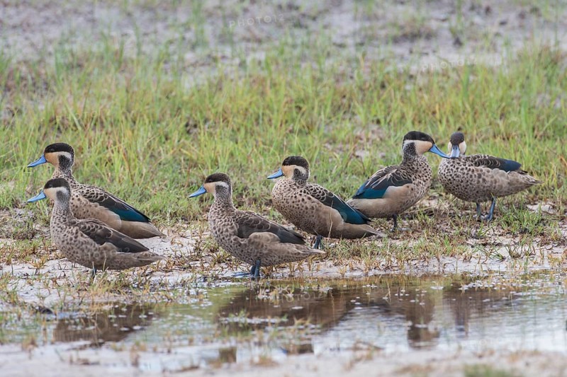 Hottentot Teals (Anas hottentota)