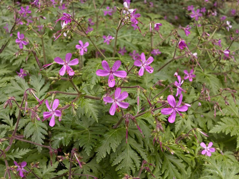 Canary Islands Geranium (Geranium canariense)