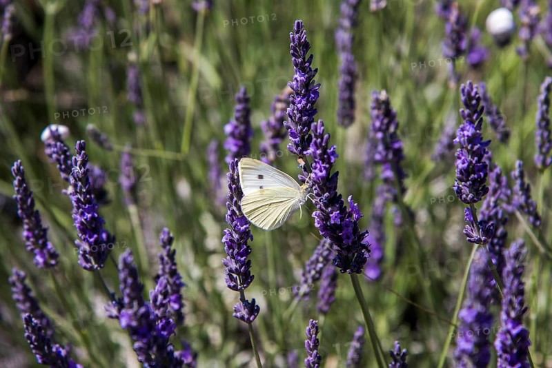 Clouded Apollo (Parnassius mnemosyne)