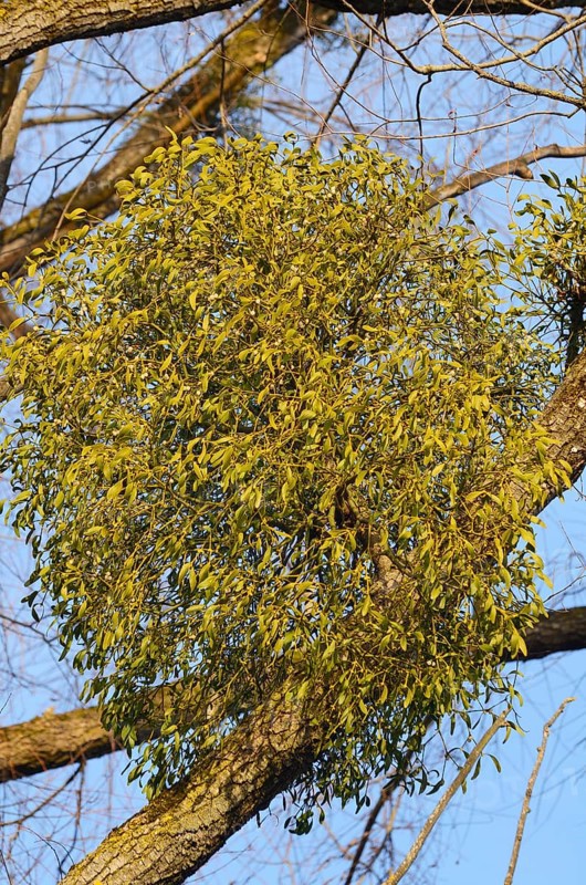 Parasitic plant
