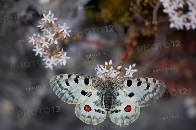 Apollo or Mountain Apollo (Parnassius apollo) butterfly sitting on a forage plant