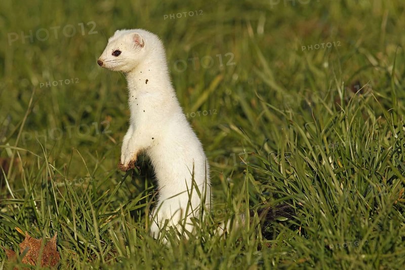 Stoat