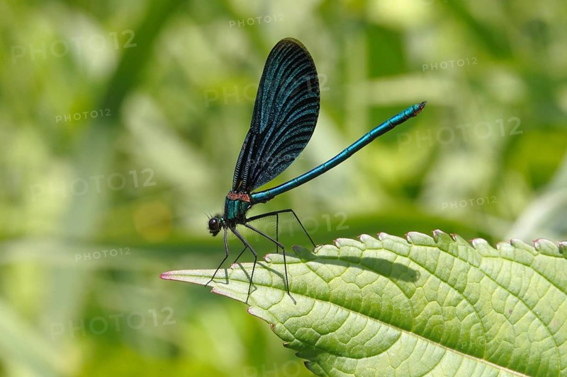 Beautiful Demoiselle (Calopteryx virgo)