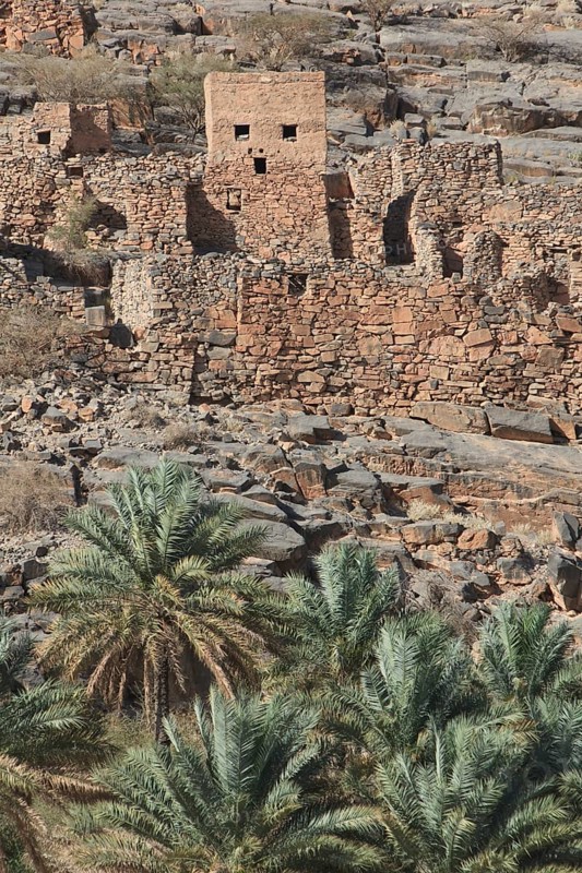 Oasis with date palms in front of the historic ruins of the village of Al Hajir