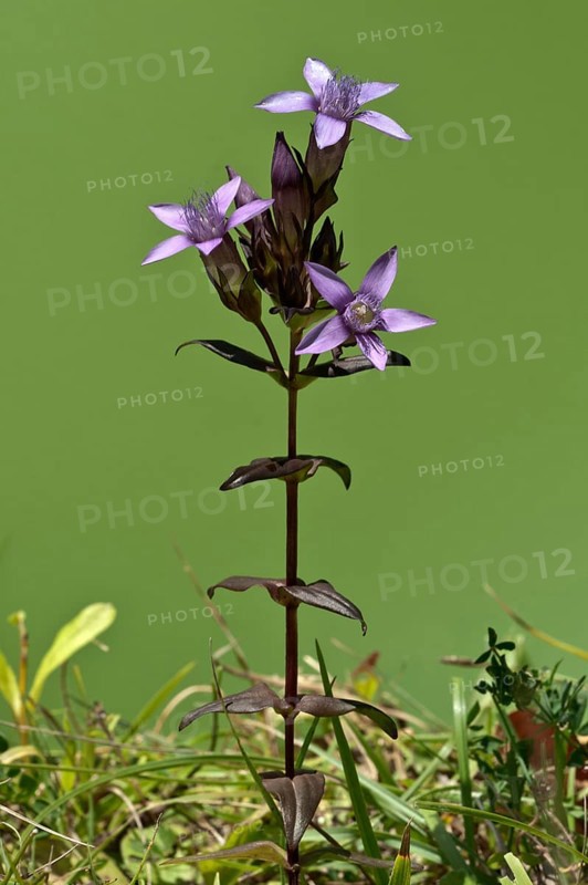 Chiltern Gentian (Gentianella germanica)
