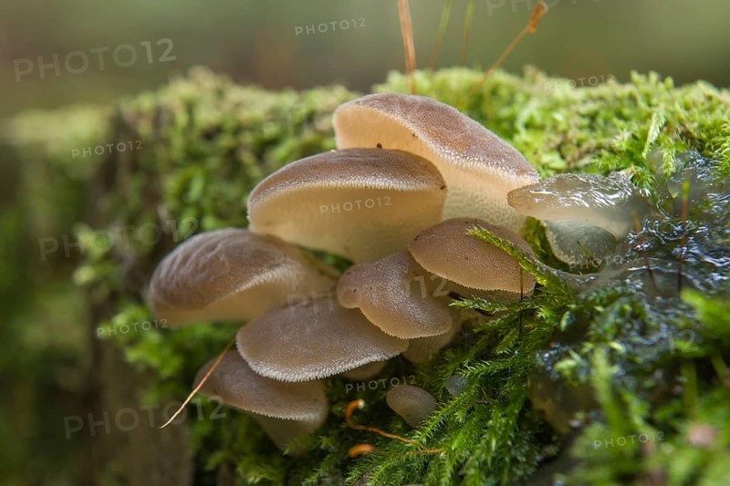 Toothed Jelly Fungus or False Hedgehog Mushroom (Pseudohydnum gelatinosum)