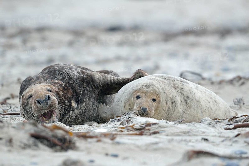 Grey seals (Halichoerus grypus) on the beach