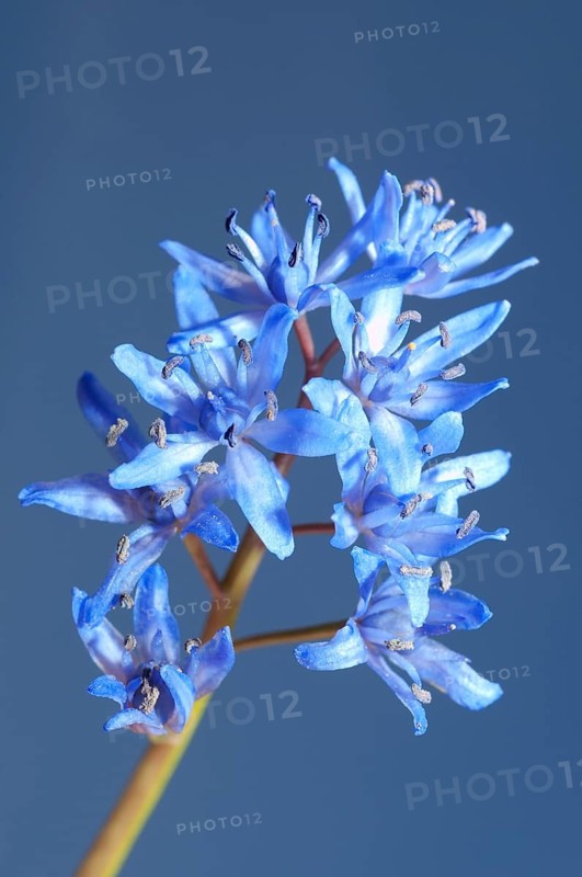 Two-leaf Squill or Alpine Squill (Scilla bifolia)