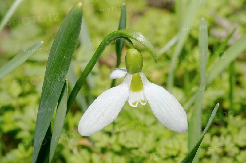 Giant Snowdrop (Galanthus elwesii)