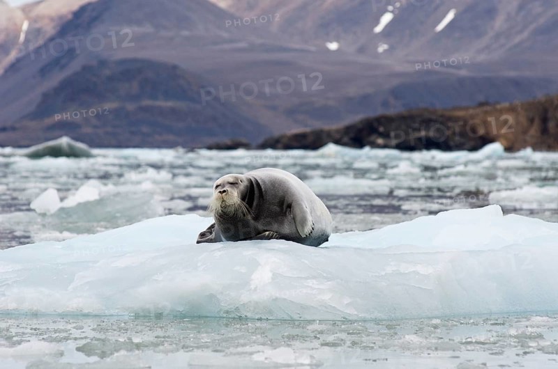 Bearded Seal (Erignathus barbatus) on Fjortende Julibreen