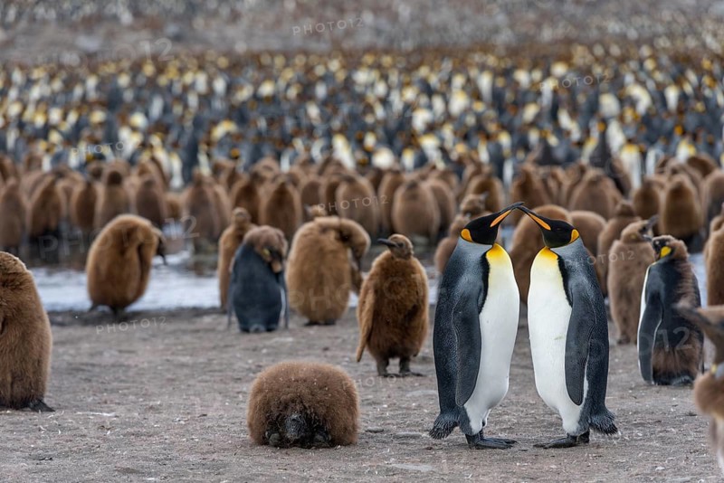 King Penguins (Aptenodytes patagonicus)