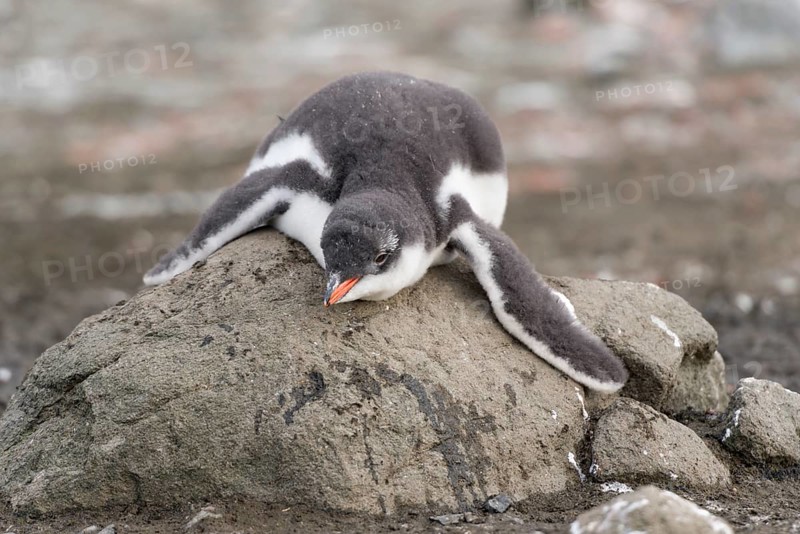 Gentoo Penguin (Pygoscelis papua) chick in downy feathers