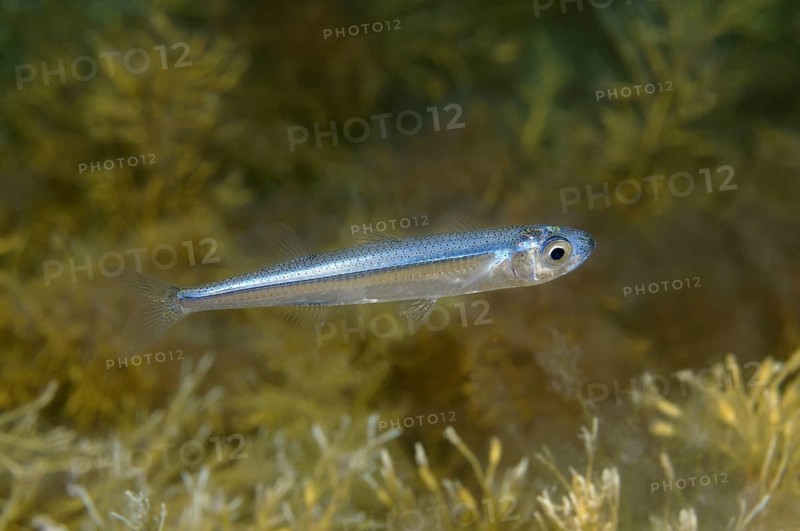 European Sprat (Sprattus sprattus)