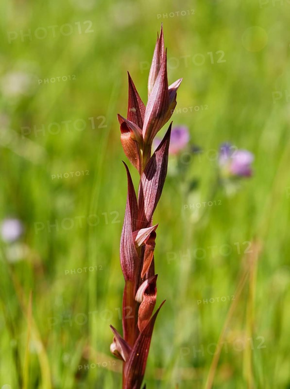 Long Lipped Serapias or Plow-Share Serapias (Serapias vomeracea ssp. Laxiflora)
