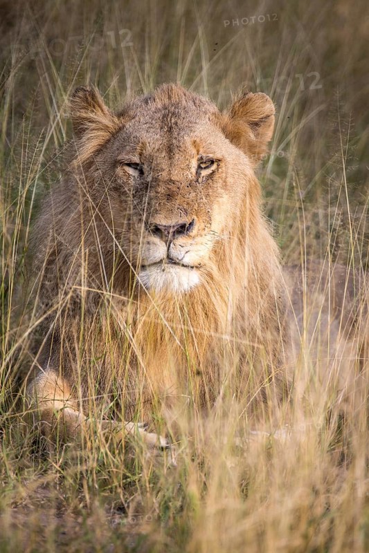 African Lion (Panthera leo)