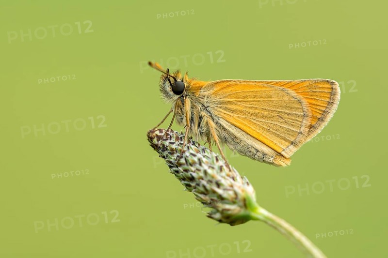 Small Skipper (Thymelicus sylvestris) sits on Grasahre