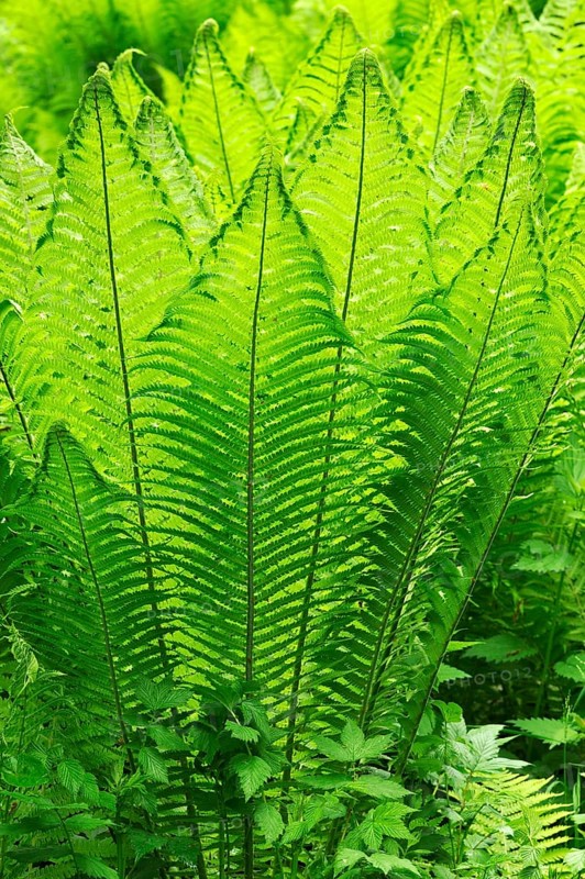 Ostrich Fern or Shuttlecock Fern (Matteuccia struthiopteris)