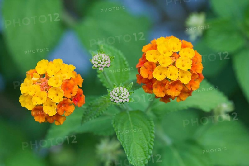 Largeleaf Lantana (Lantana camara)