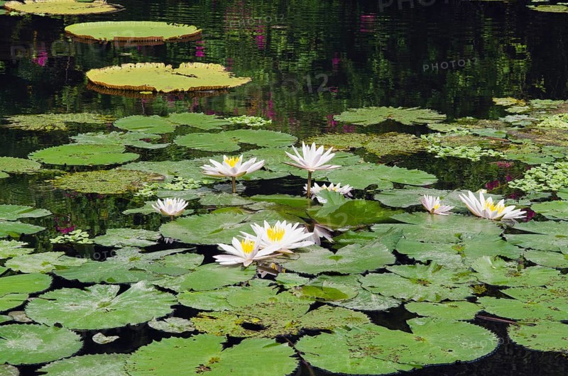 Water lilies (Nymphaea)