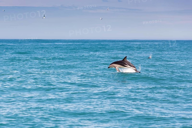 Hector's Dolphin (Cephalorhynchus hectori) jumping out of the water