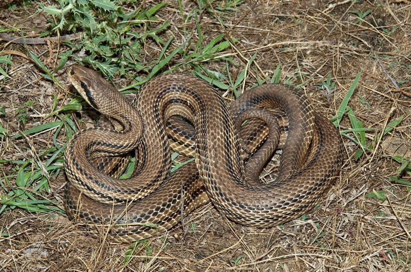 Four-lined Snake (Elaphe quatorlineata)