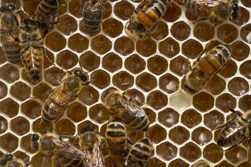 Honey Bees (Apis sp.) on a honeycomb