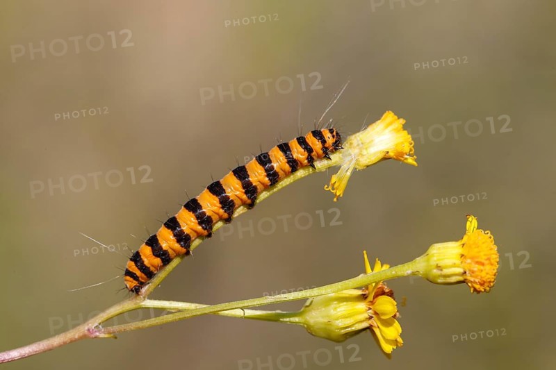 Cinnabar Moth (Tyria jacobaeae)