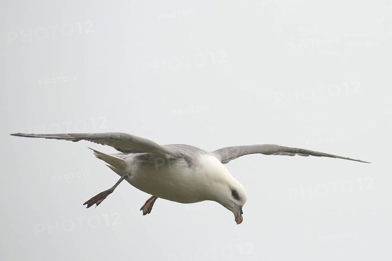 Fulmar (Fulmarus glacialis) in flight