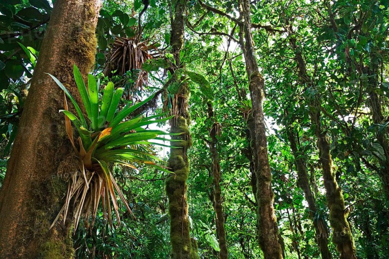 Bromeliad (Bromeliaceae) in a rainforest
