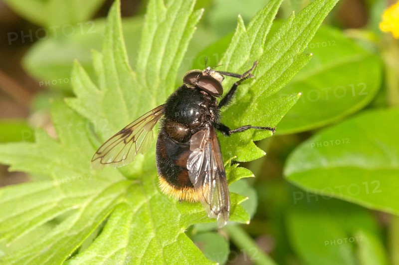 Large Hoverfly (Volucella bombylans)