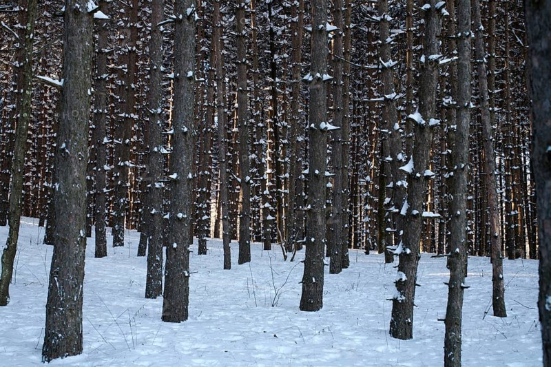 Pine tree forest in the snow