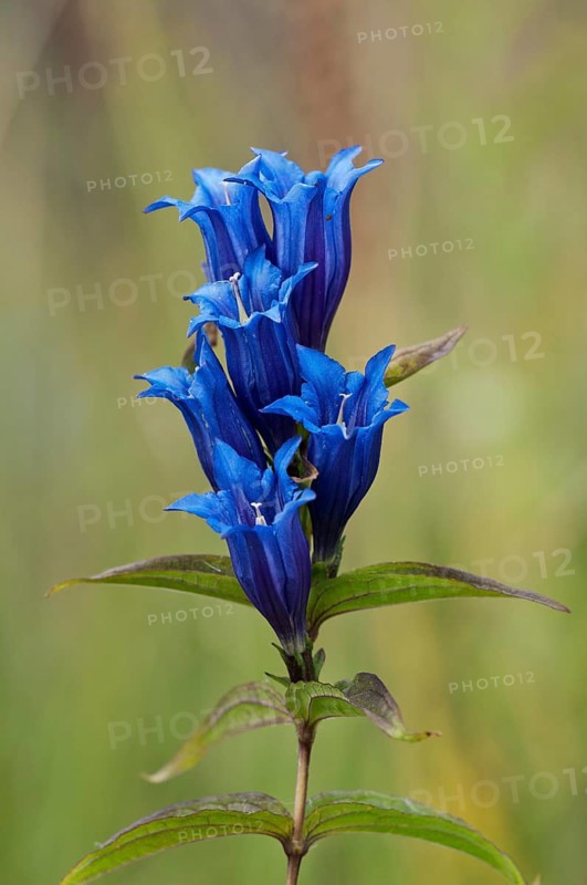 Willow Gentian (Gentiana asclepiadea)