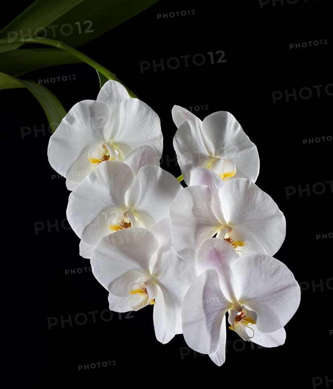 White Moth Orchid (Phalaenopsis)