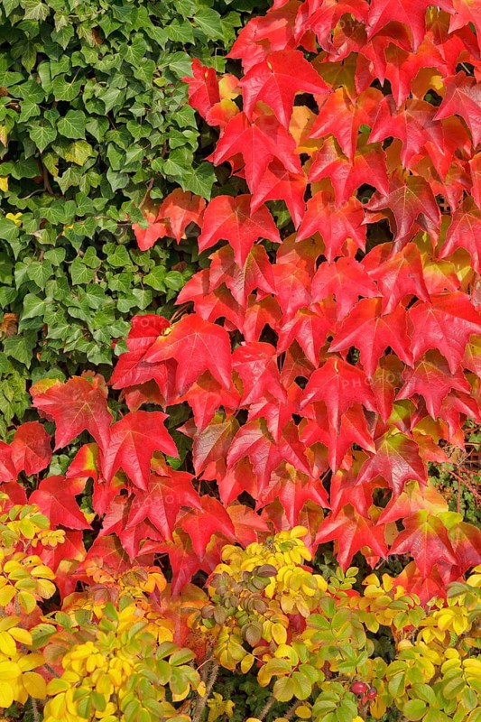 Boston ivy (Parthenocissus tricuspidata)