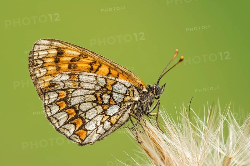 Knapweed fritillary (Melitaea phoebe) sits on dandelion seed stand