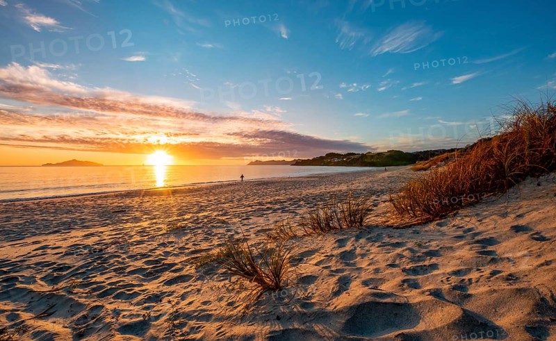 Grasses in the sand