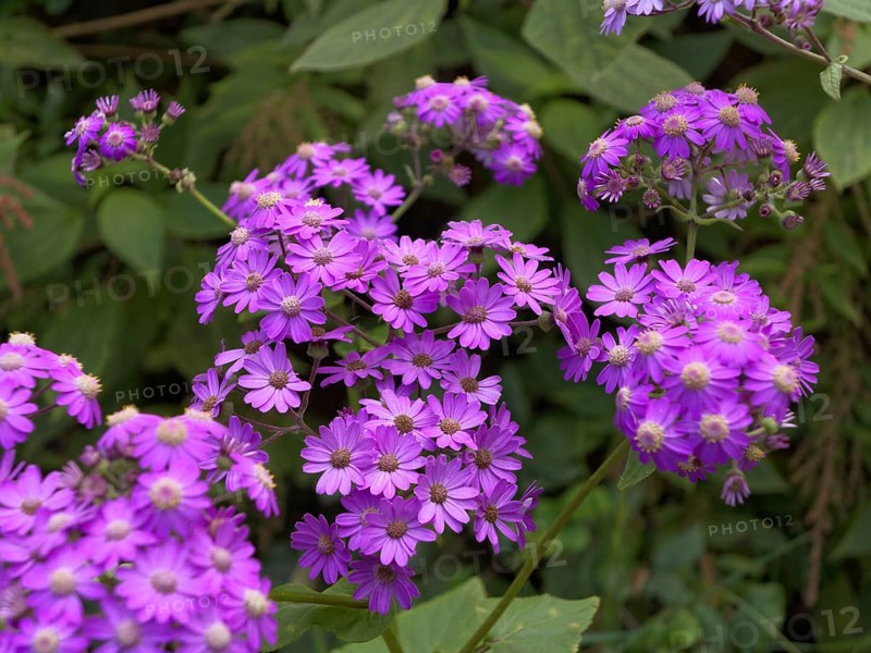 Steetz' Cinerarie (Pericallis steetzii)