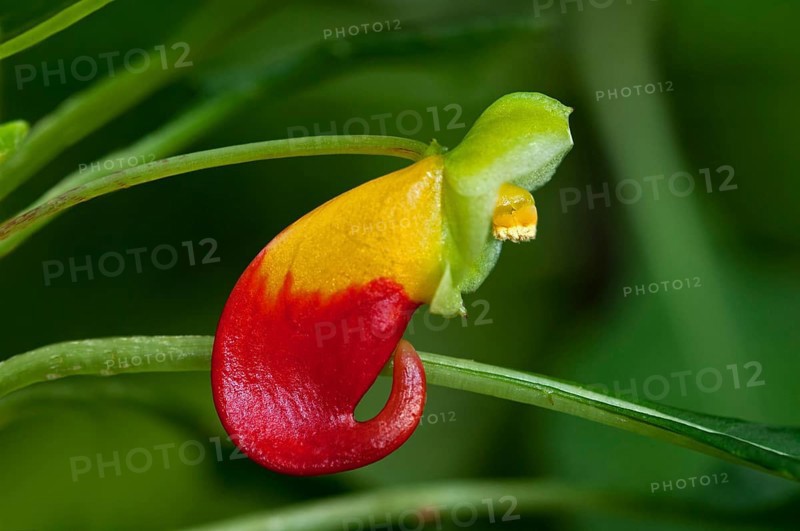 Red and yellow flower of the Congo Cockatoo (Impatiens niamniamensis)