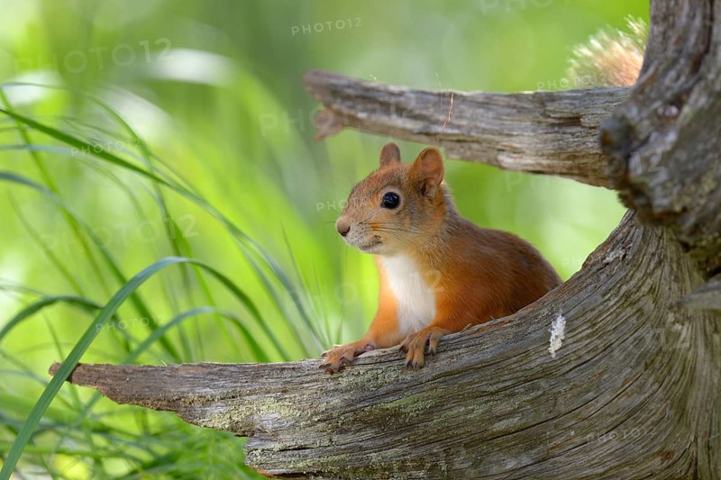 Eurasian Red Squirrel (Sciurus vulgaris) looks curiously out from behind an old pine stump