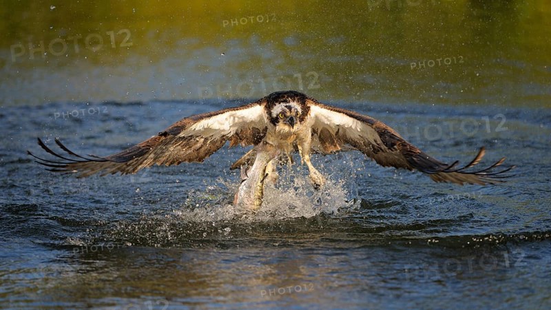 Osprey (Pandion haliaetus) in flight with Rainbow Trout (Oncorhynchus mykiss) as prey