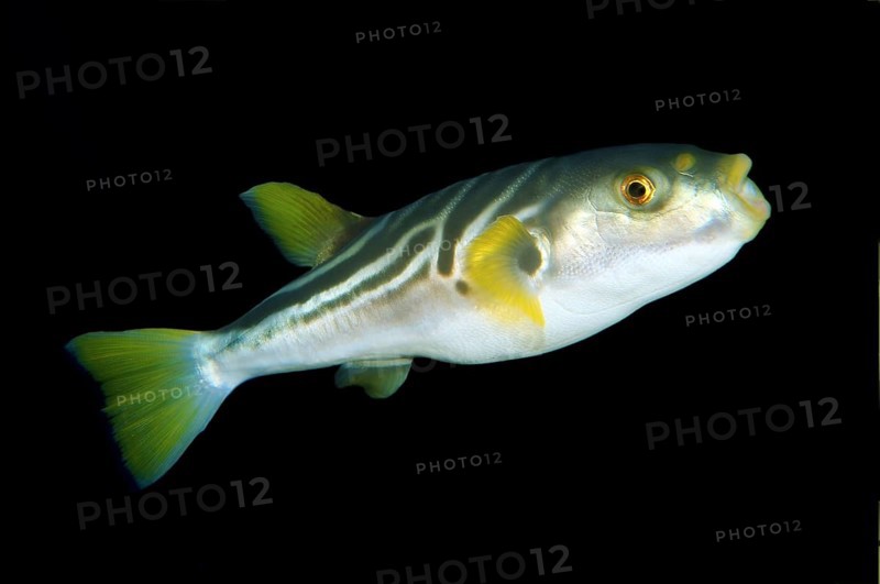 Striped puffer (Takifugu xanthopterus)