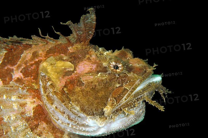 Sea Raven (Hemitripterus villosus)