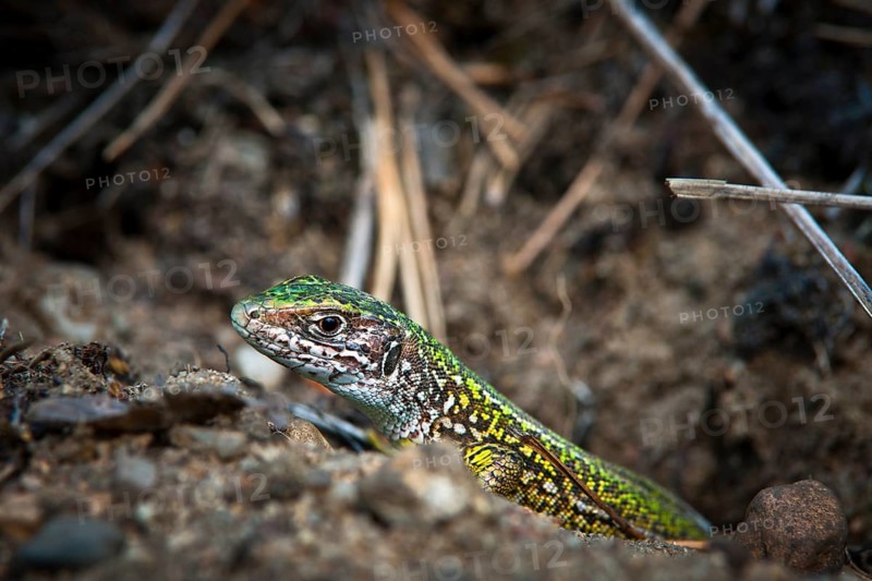 Eastern Green Lizard (Lacerta viridis)