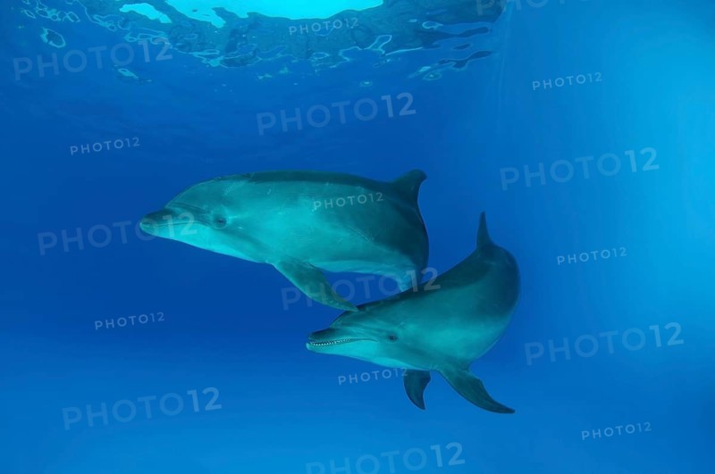 Bottlenose Dolphins (Tursiops truncatus)