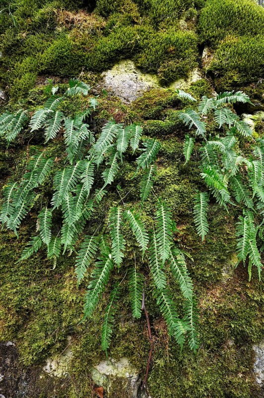 Hard Shield Fern (Polystichum aculeatum) on a moss-covered rock
